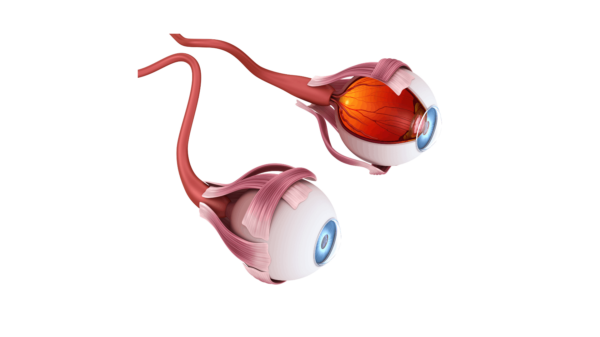 De Opbouw Van Het Oog