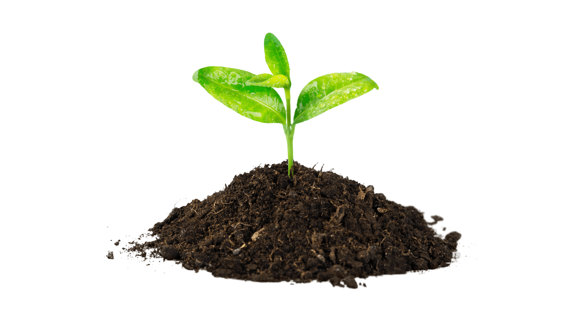De Bouw Van Planten